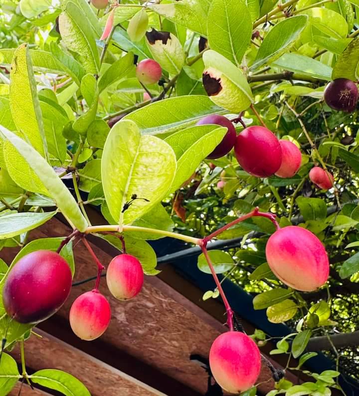 TAT SamutSongkhram x Sirisompong Farm&Café 🍒🥭 ร่วมจัดกิจกรรมส่งเสริมการท่องเที่ยว
