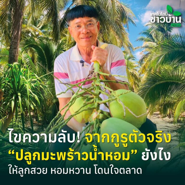 “ปลูกมะพร้าวน้ำหอมอย่างไร ให้ลูกสวย”